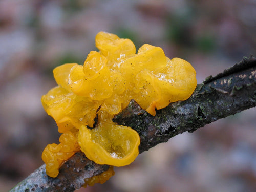 Tremella Mushroom Revolution: Vegan Skincare Gets Boost from Fungi